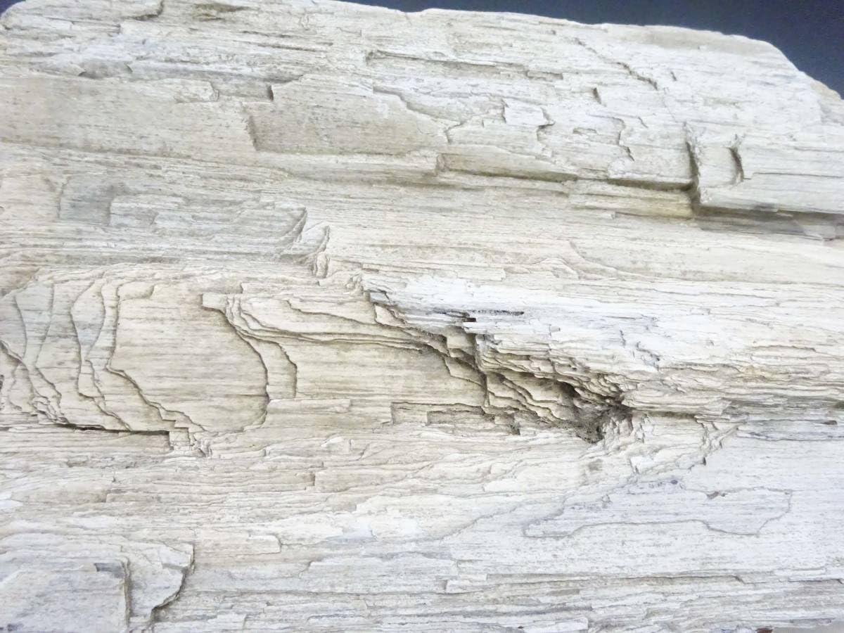 Amazon.co.jp: (TD)珪化木重さ：約6kg高さ：約11cm白地形化石木